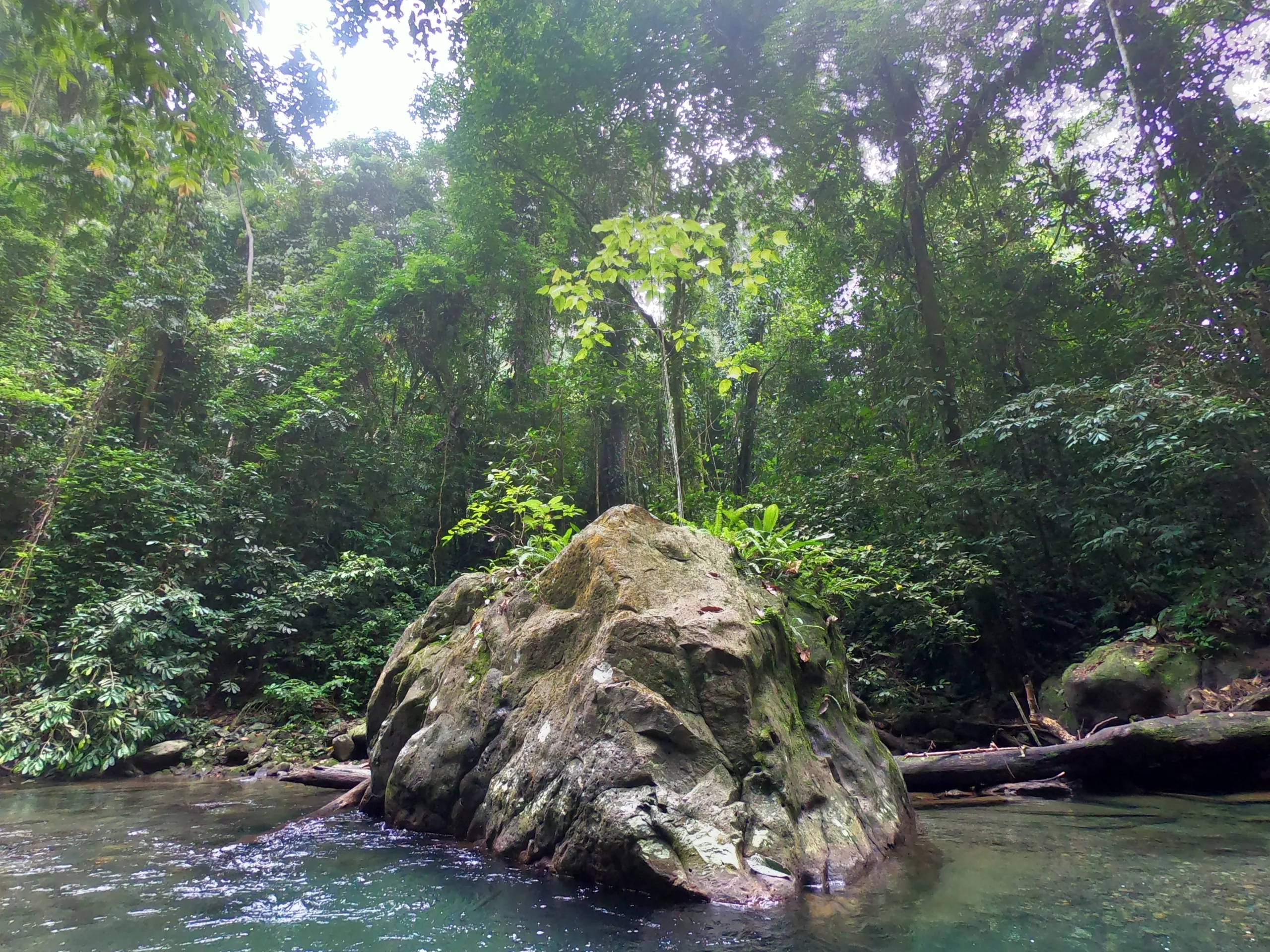 Beautiful jungle views