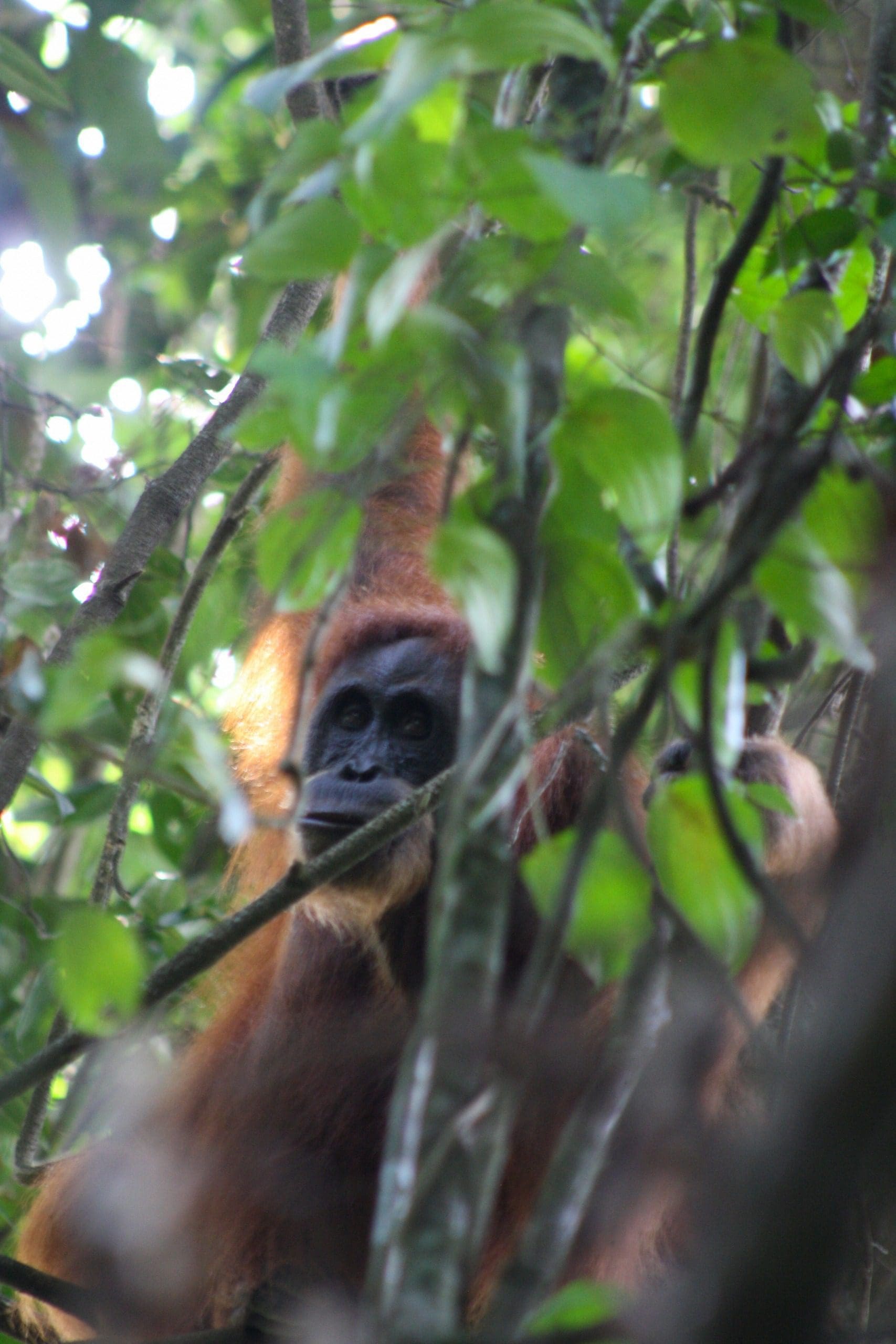 wild orangutan jungle trek