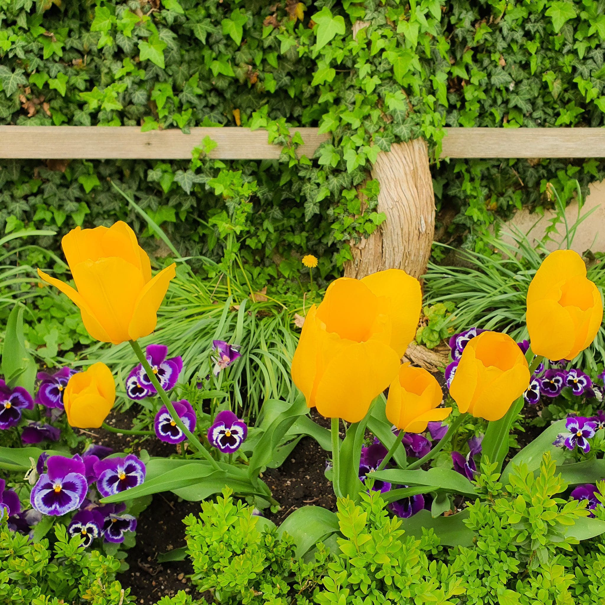 Mirabell Gardens