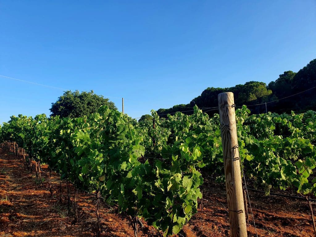 The Gentilini Winery, kefalonia