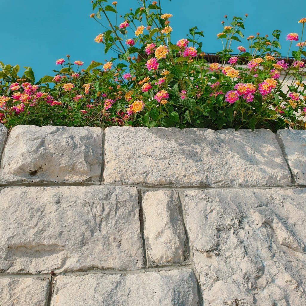 Flowers near the Franciscan Monastery hvar