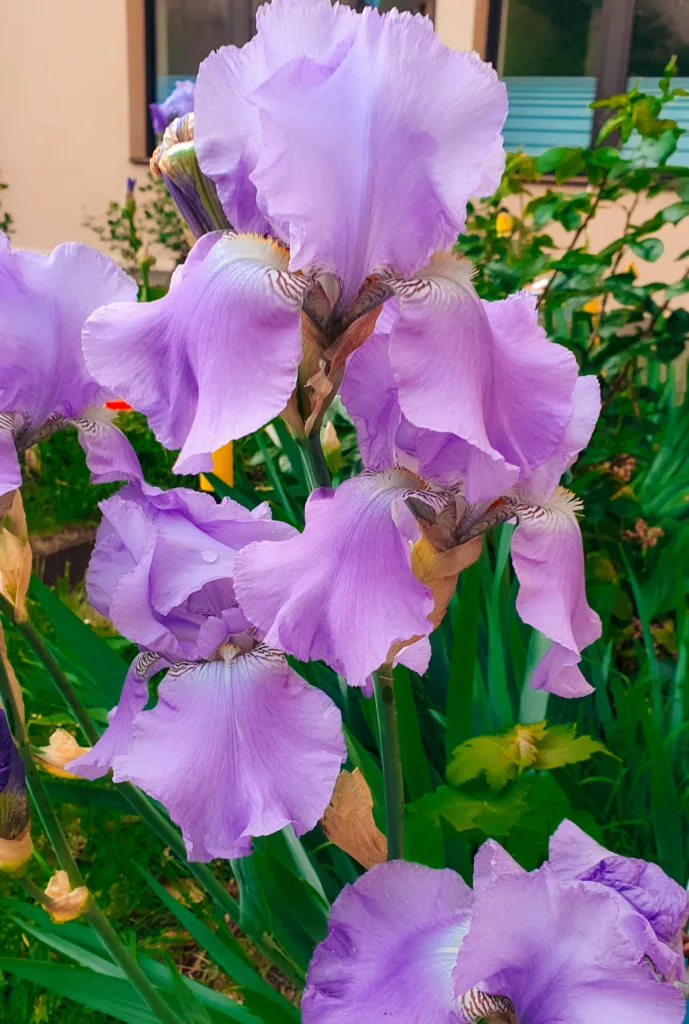 Irises growing in Colmar