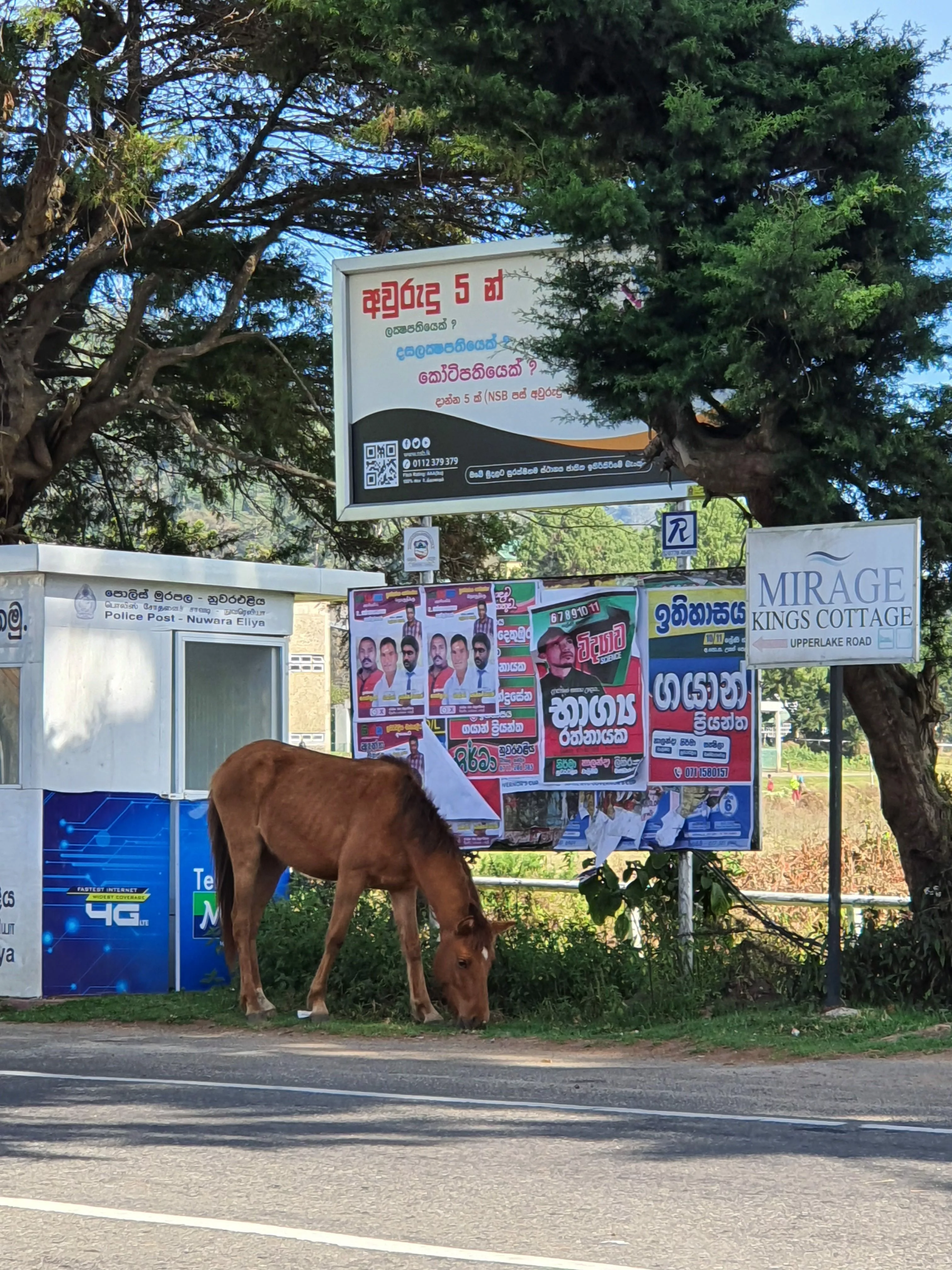 Horses roam freely around Nuwara Eliya