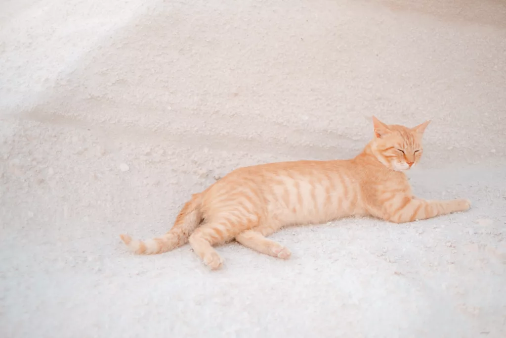 friendly cat at Sarakiniko Beach Milos