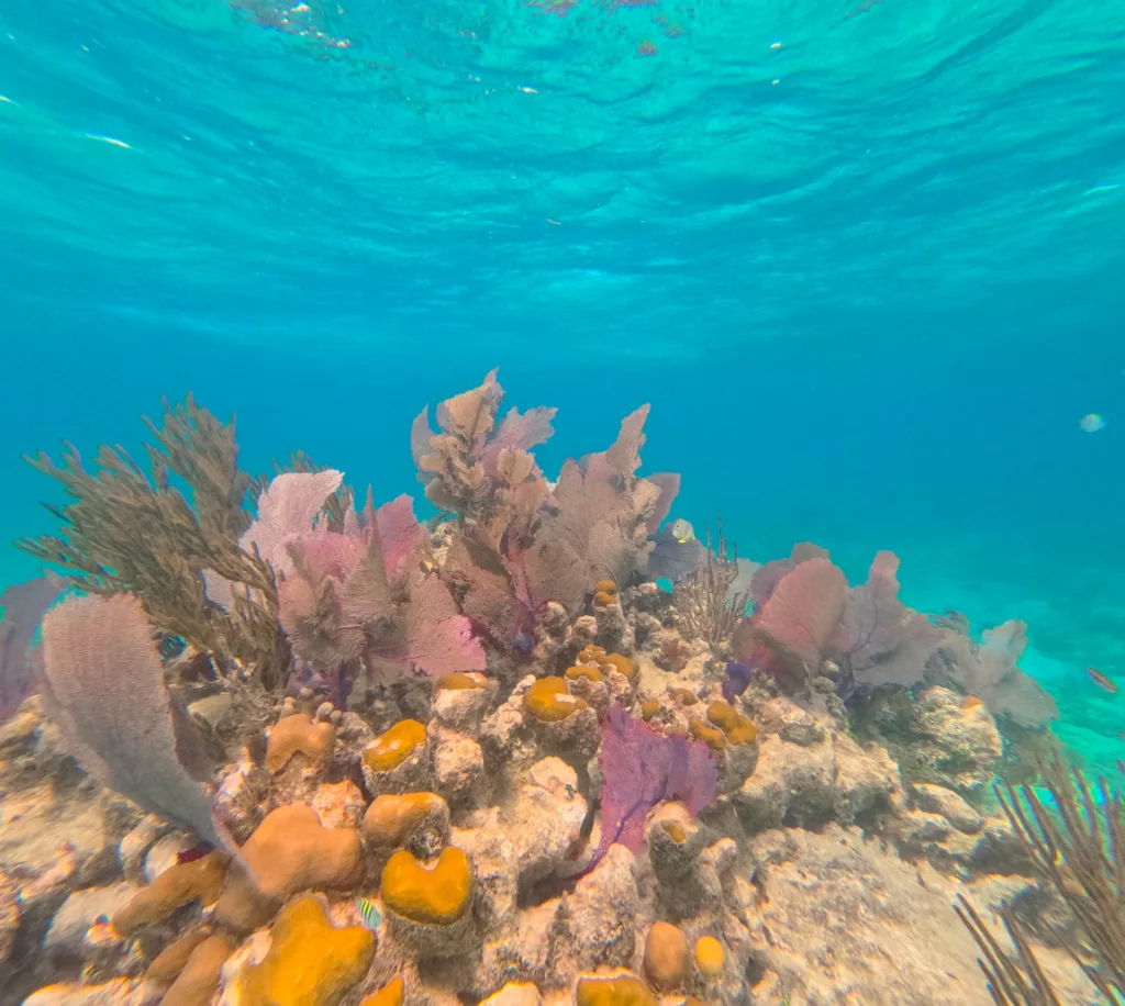 snorkelling in Mahahual Costa Maya Meico