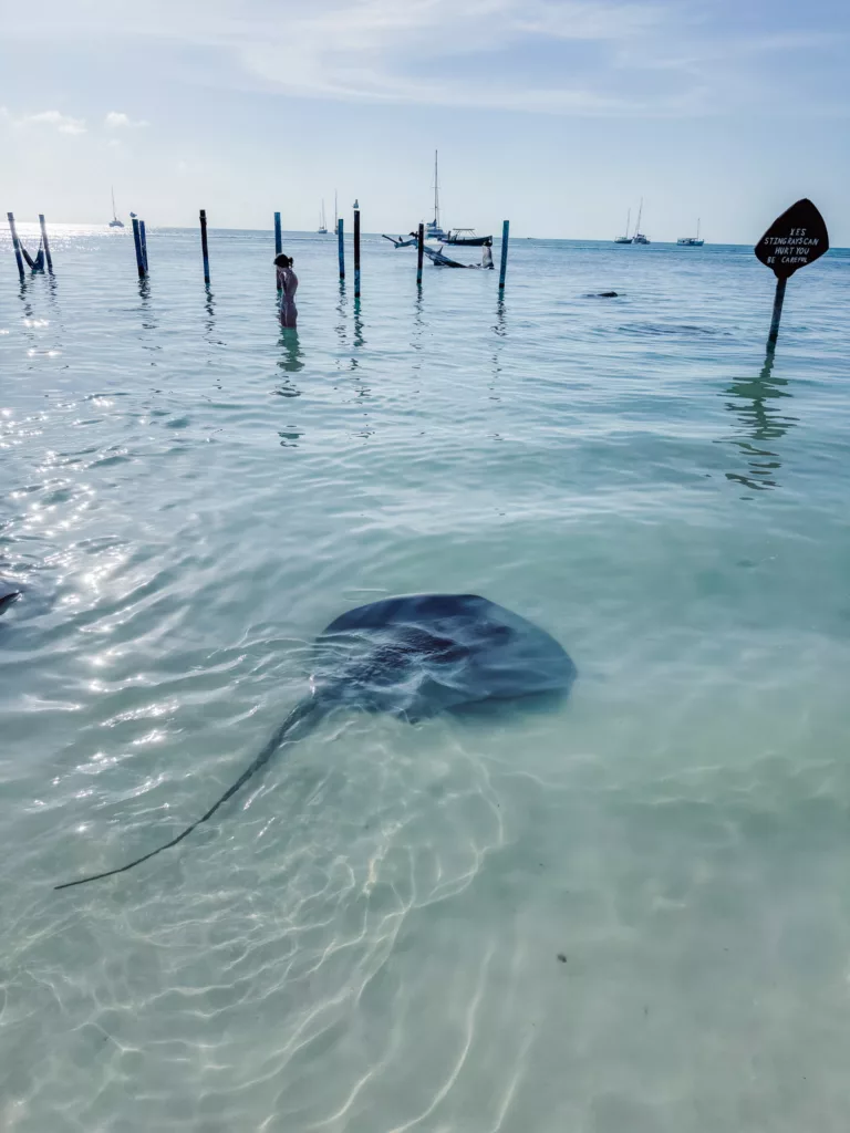 sting rays on Caye Caulker