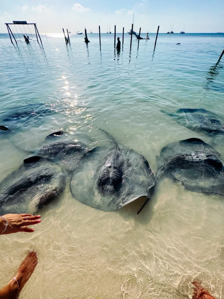 sting rays on Caye Caulker