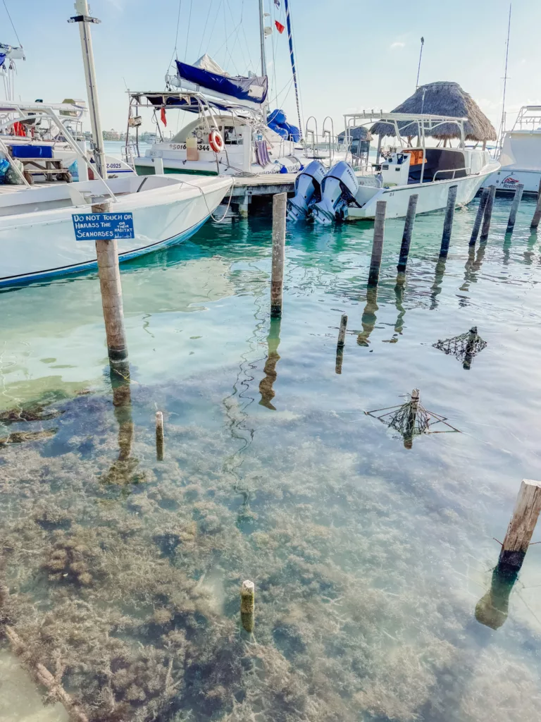 seahorse sanctuary Caye Caulker