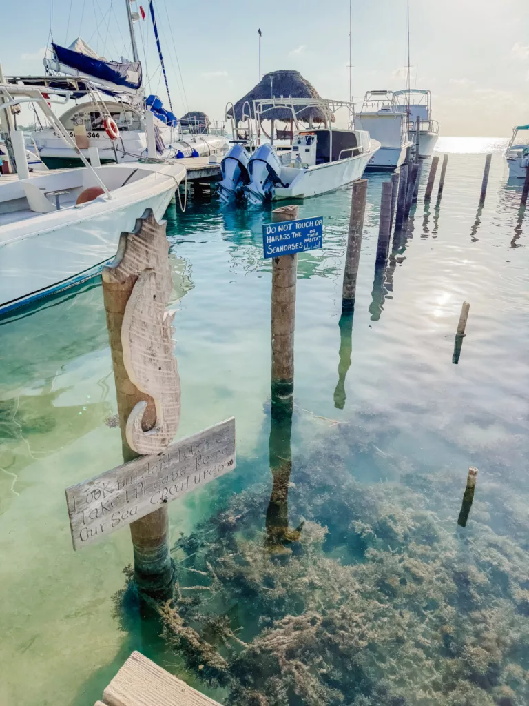 seahorse sanctuary Caye Caulker