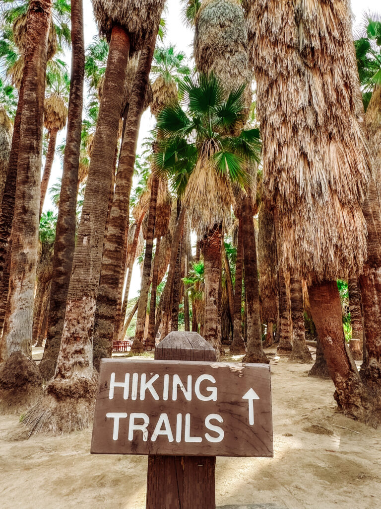 Palm Canyons Hiking Trails in Palm Springs