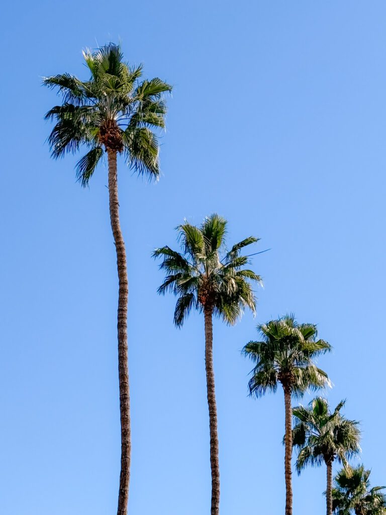 palms in Palm Springs