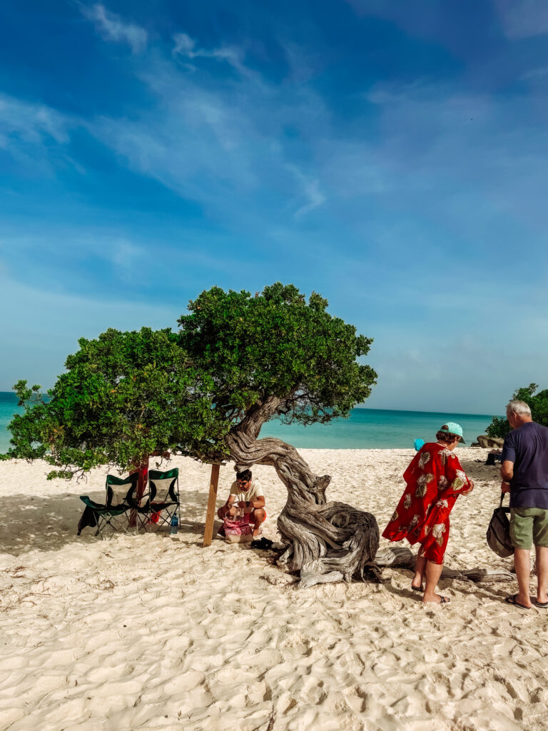 divi divi trees at Eagle Beach Aruba