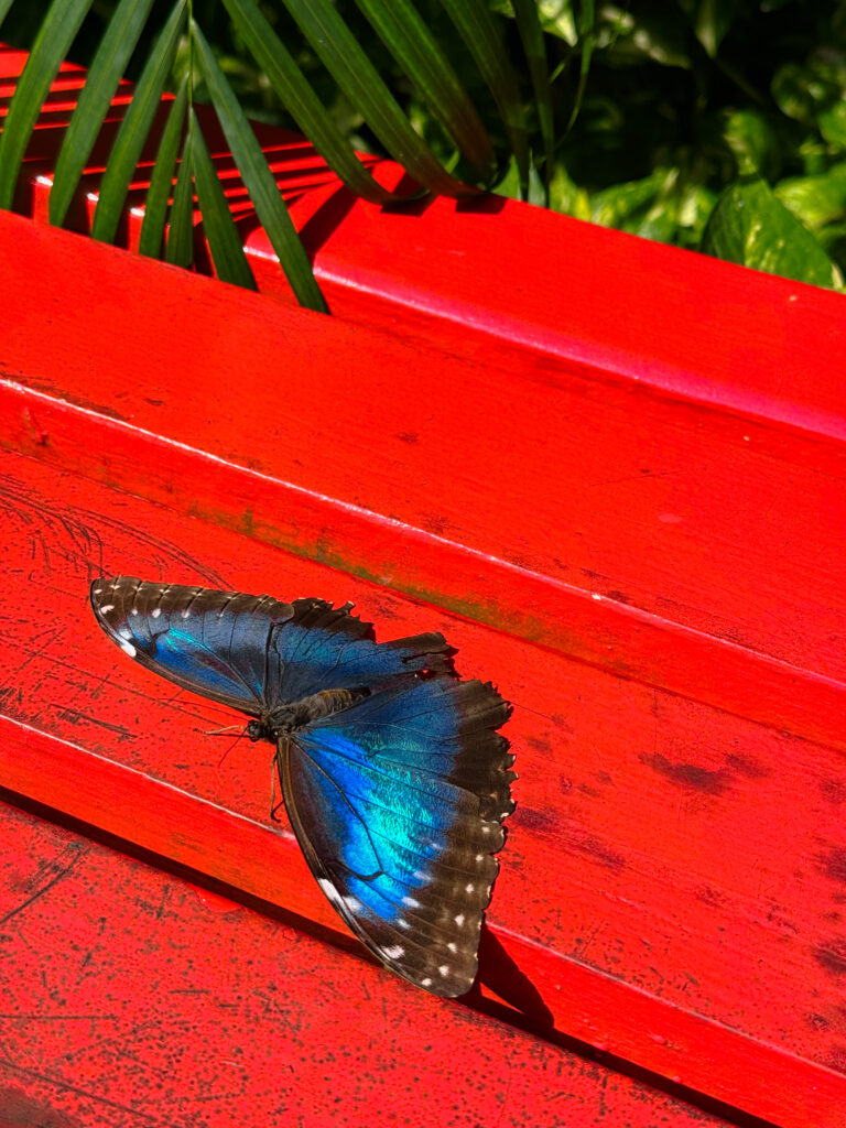 butterfly farm in Aruba