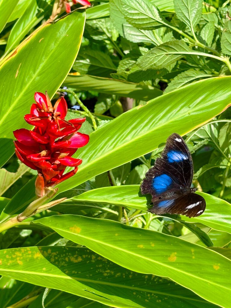 butterfly farm in Aruba