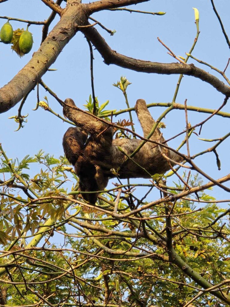 sloth in Cartagena Colombia