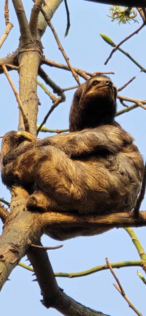 sloth in Cartagena Colombia