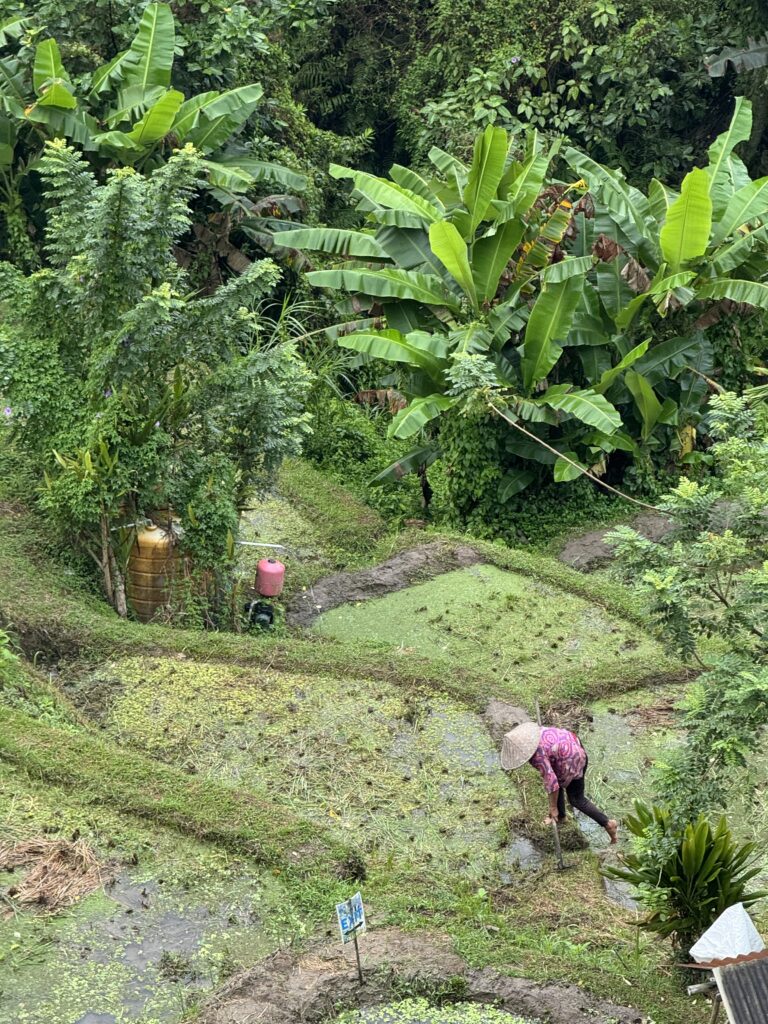 Bali Rice Terraces Ubud