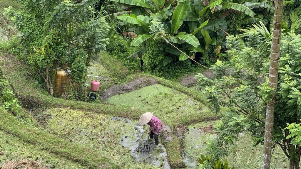 Bali Rice Terraces Ubud