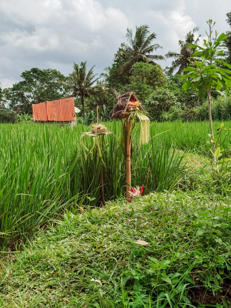 rice fields walk Ubud