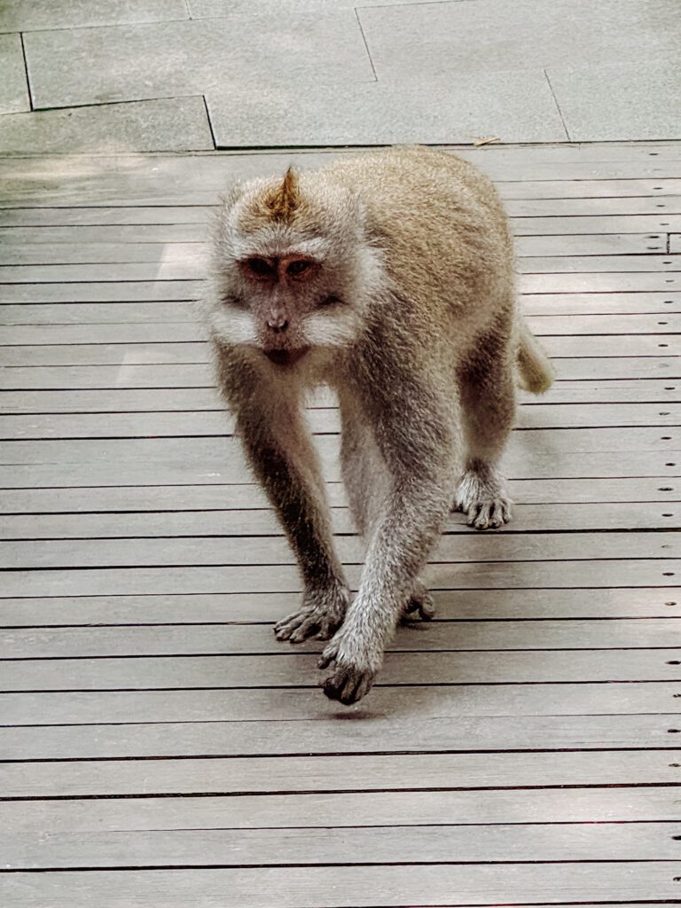 monkey forest ubud Bali