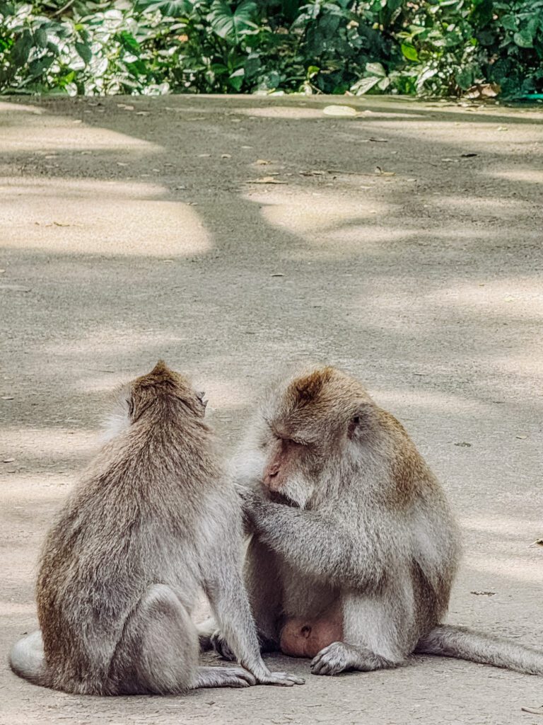 monkey forest ubud Bali