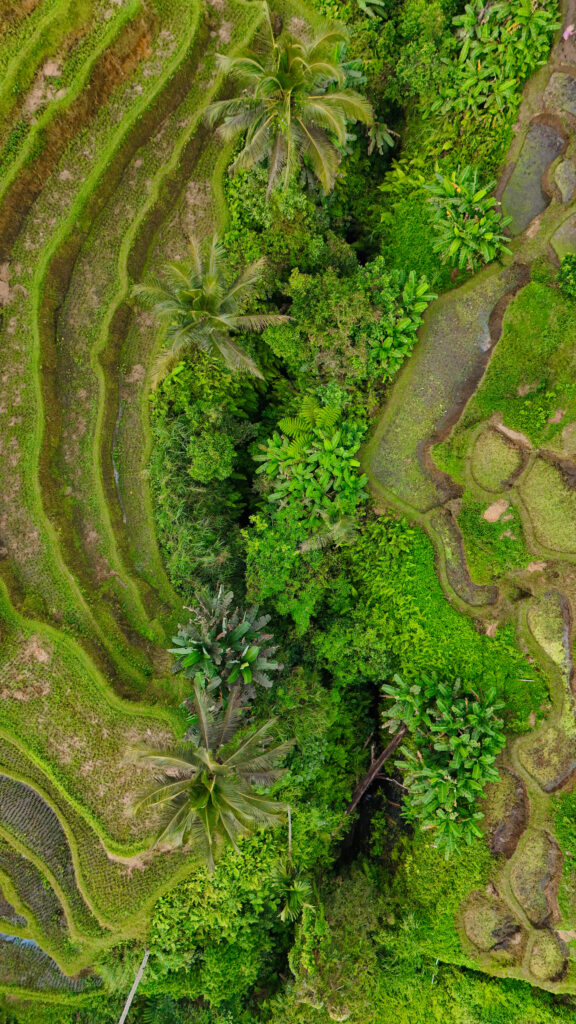 Bali Rice Terraces