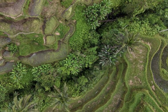 What to do in Ubud