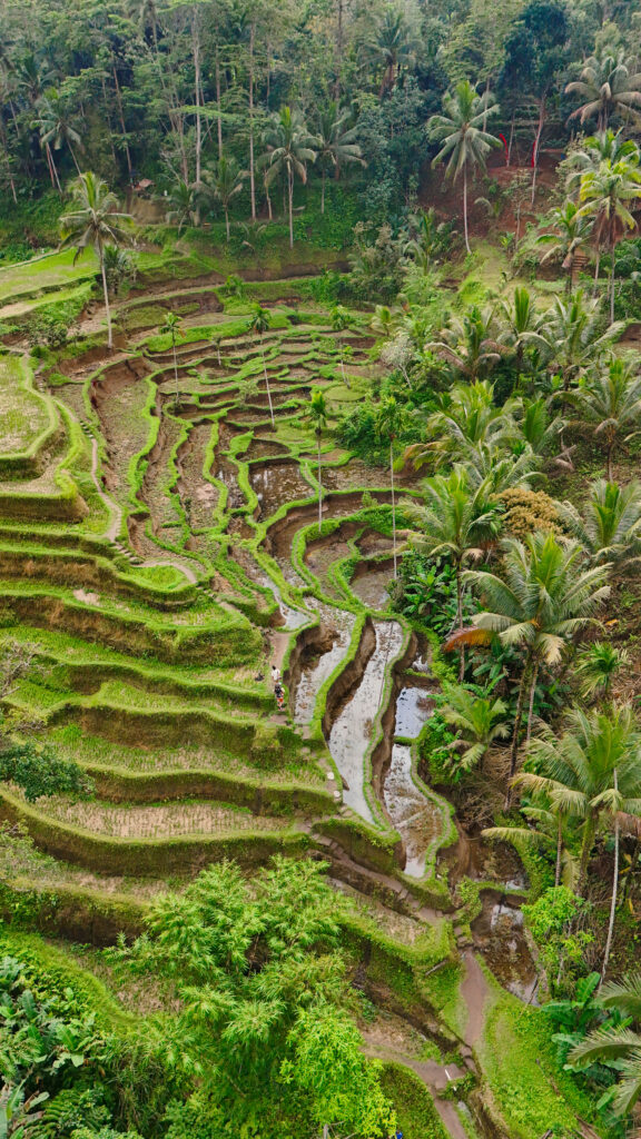 Bali Rice Terraces Ubud