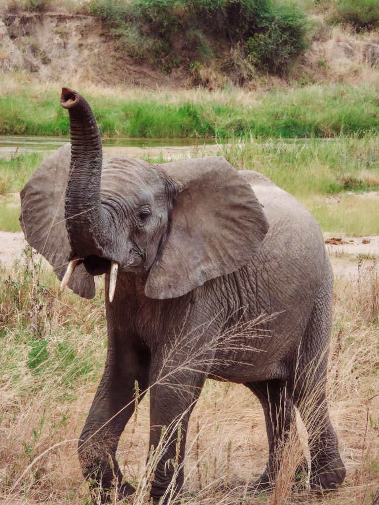 African Serengeti Safari