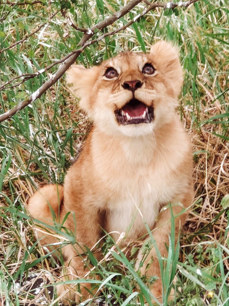 baby lion on our African Serengeti Safari