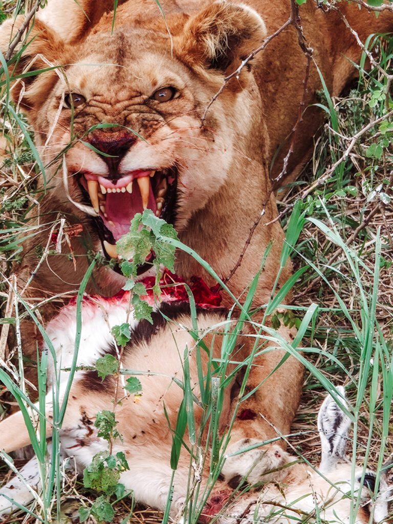 mother lion on safari in serengeti