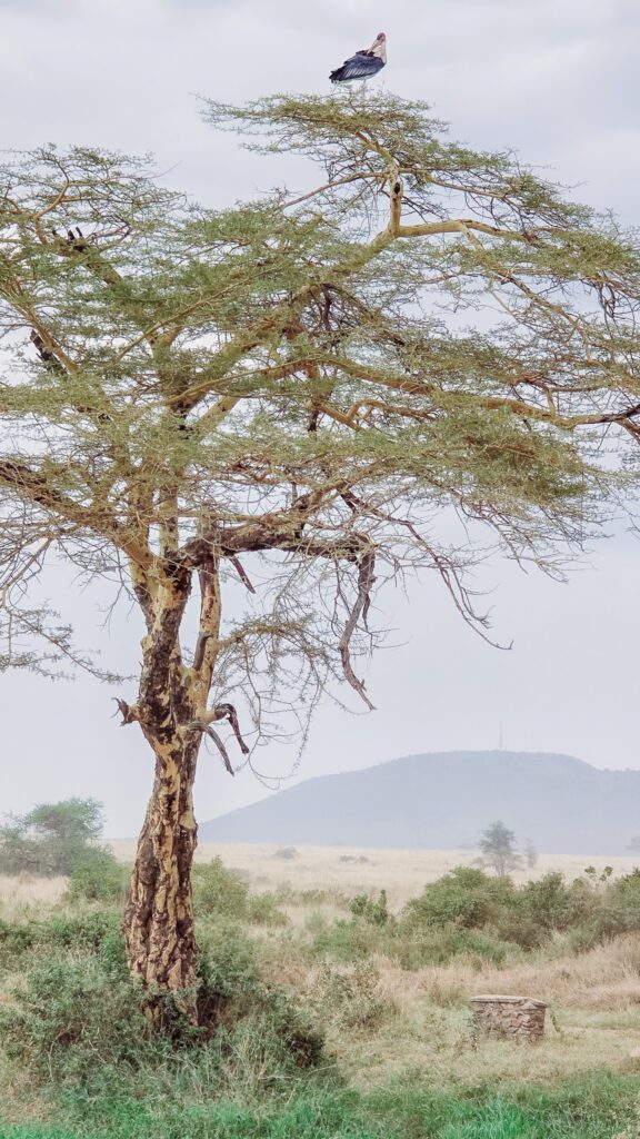 landscape in serengeti tanzania
