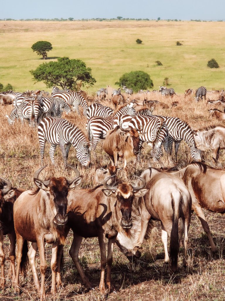 Great Migration in progress in the Serengeti on safari!
