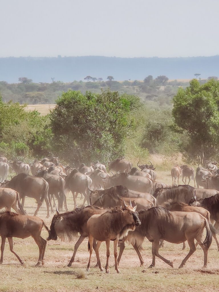 Wildebeest at Mara River