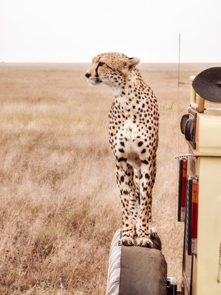 Best Safari in Africa