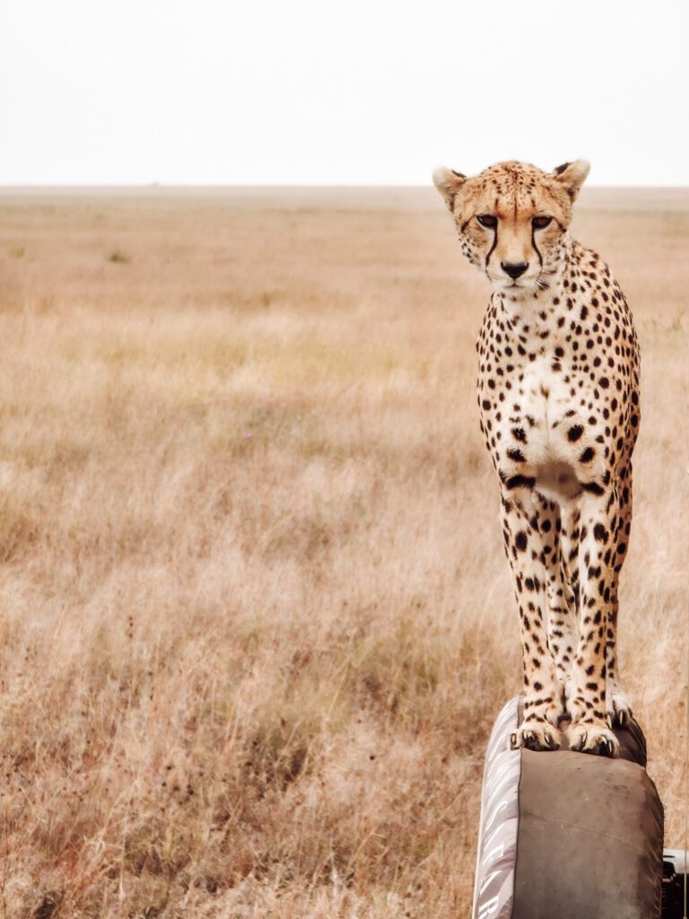 A Cheetah on our jeep on our African Serenegti safari