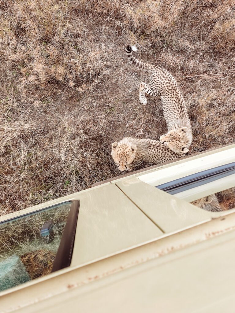 Baby cheetahs on our African Serenegti safari