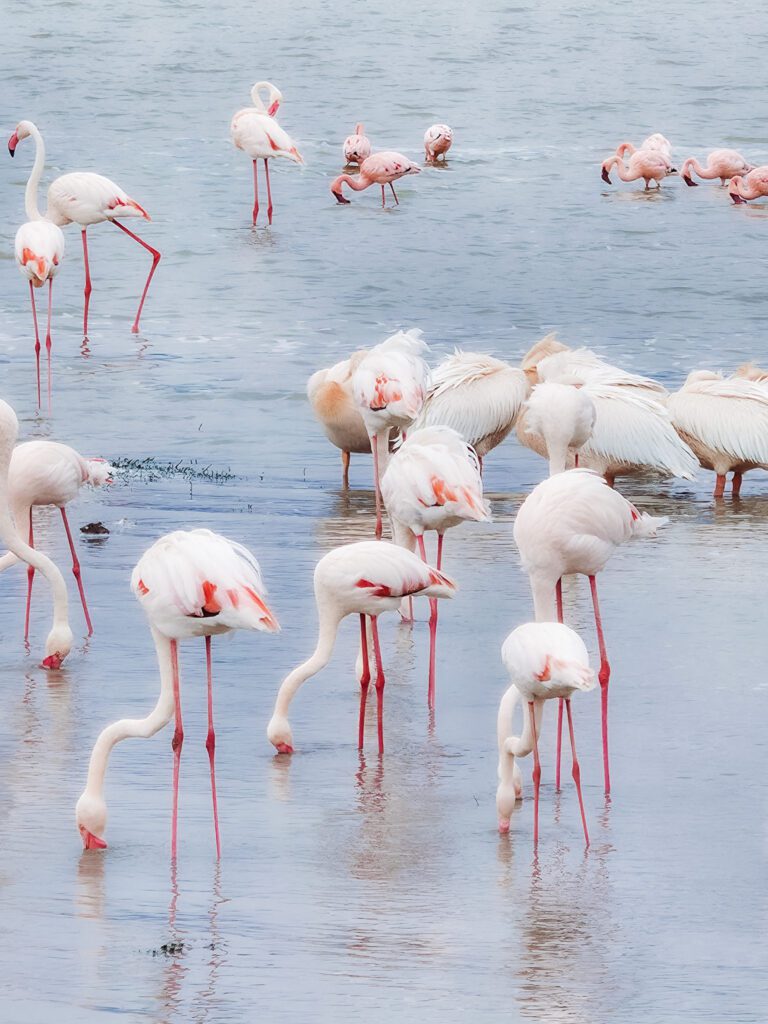 Flamingoes in Ngorongoro Crater