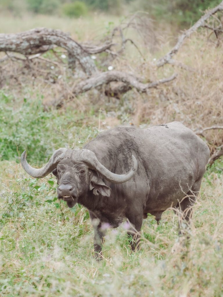 African Buffalo on safari in Serengeti
