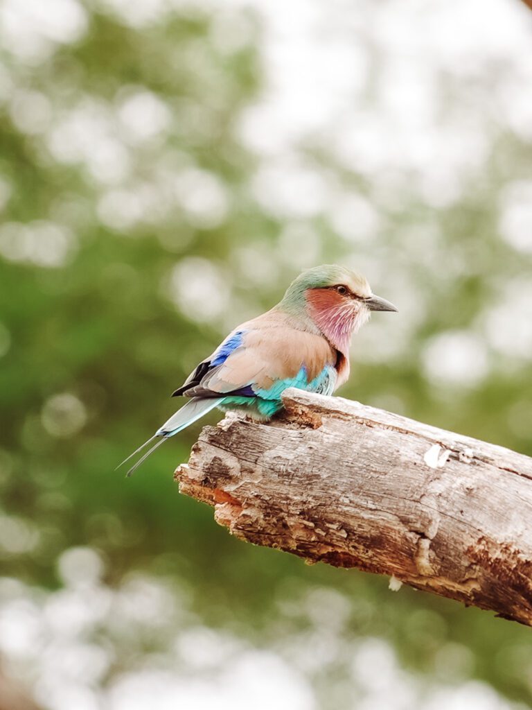 beautiful birds at our picnic lunch on our African Serengeti Safari
