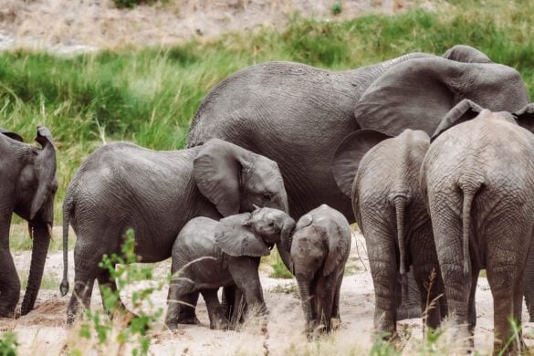 What Animals Can You See in the Serengeti?