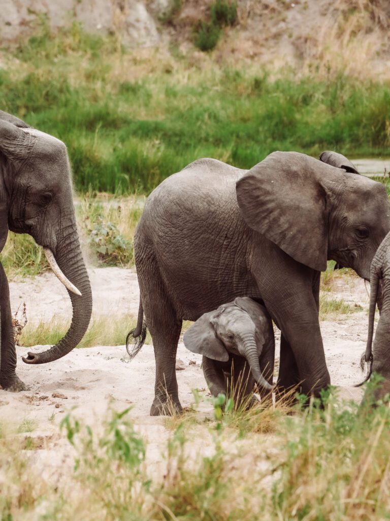 Elephants on our African Serengeti Safari