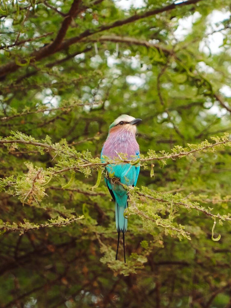 beautiful birds on safari