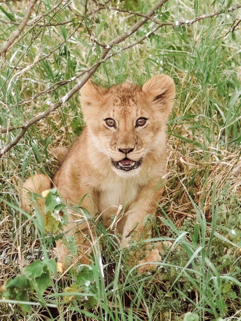baby and mother lion on safari in Serengeti