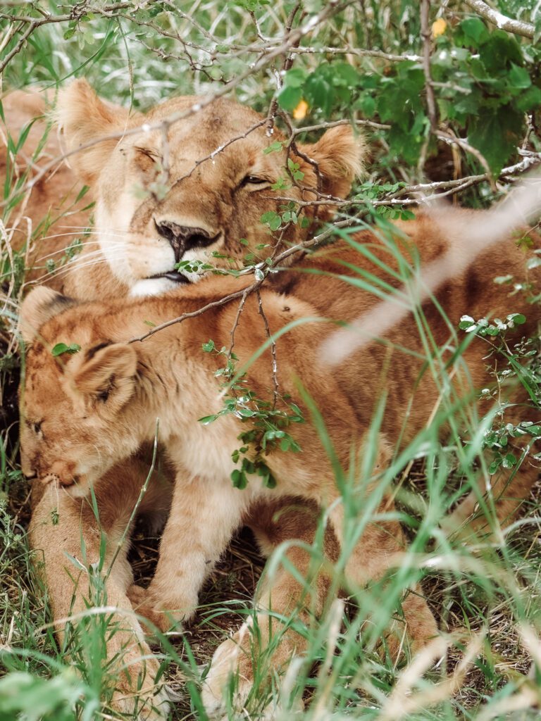 baby and mother lion on safari in Serengeti