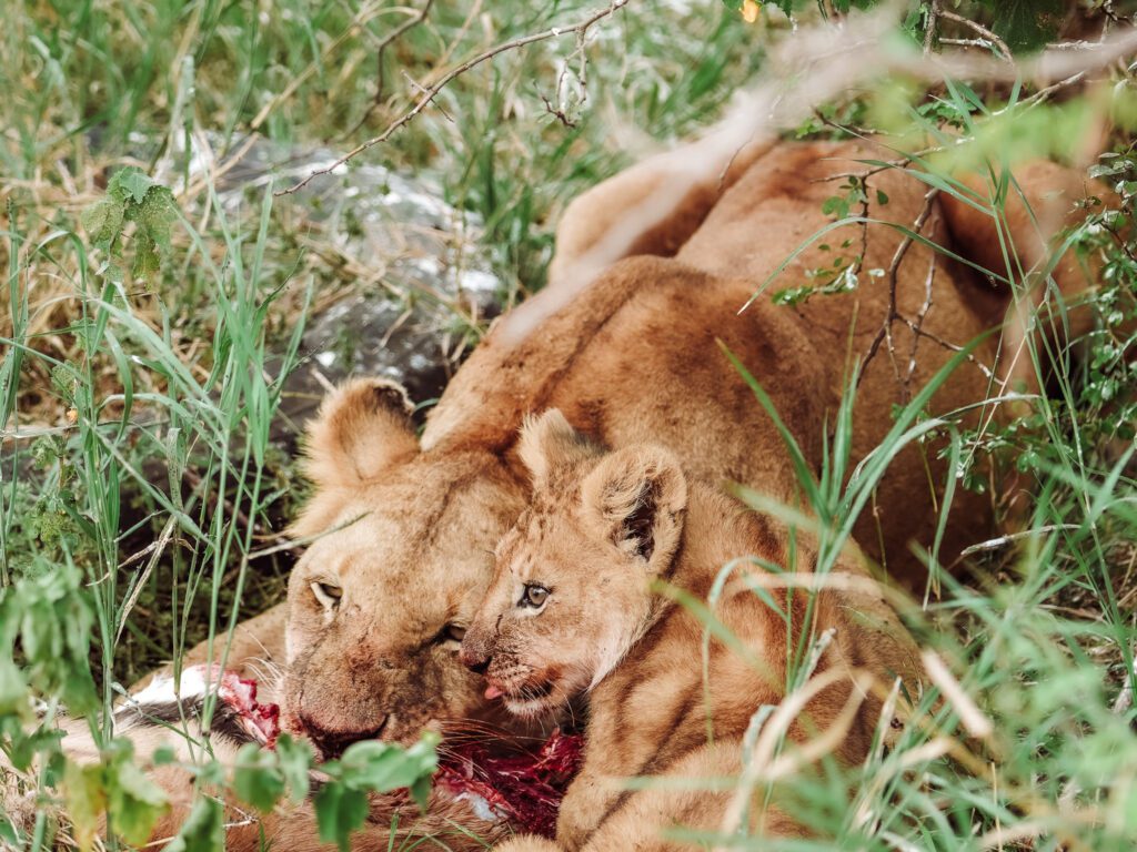 baby and mother lion eating on safari in serengeti