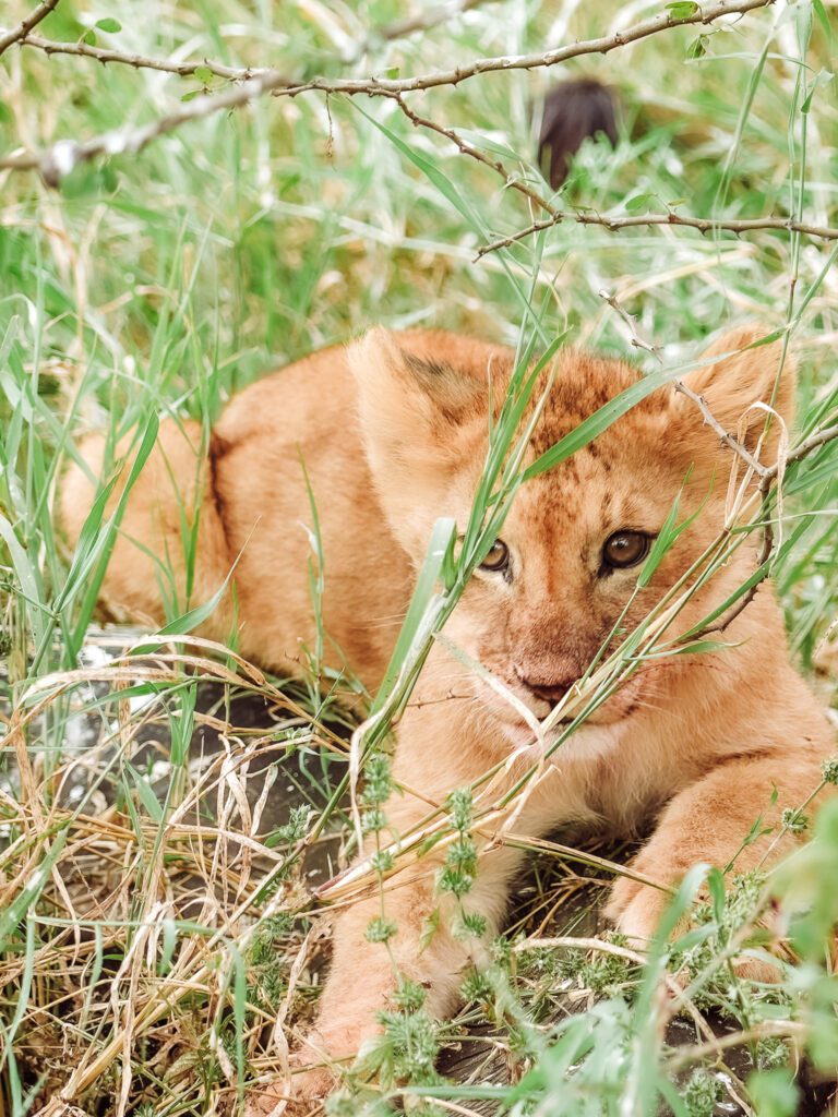 lion cub spotted on serengeti safari