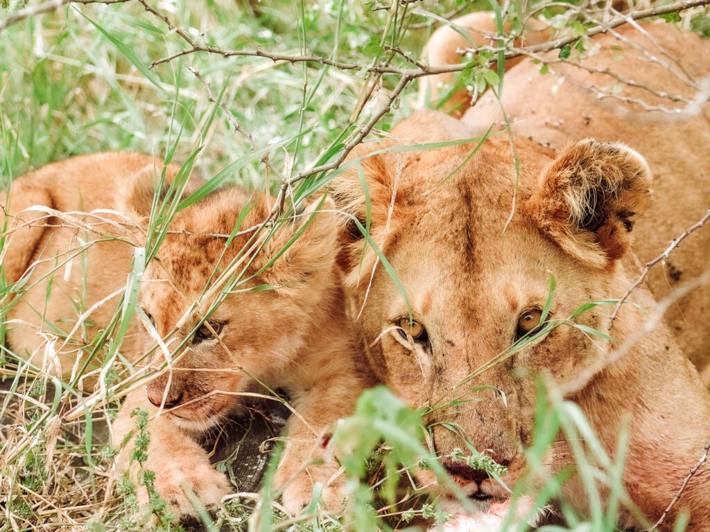 baby and mother on safari in serengeti
