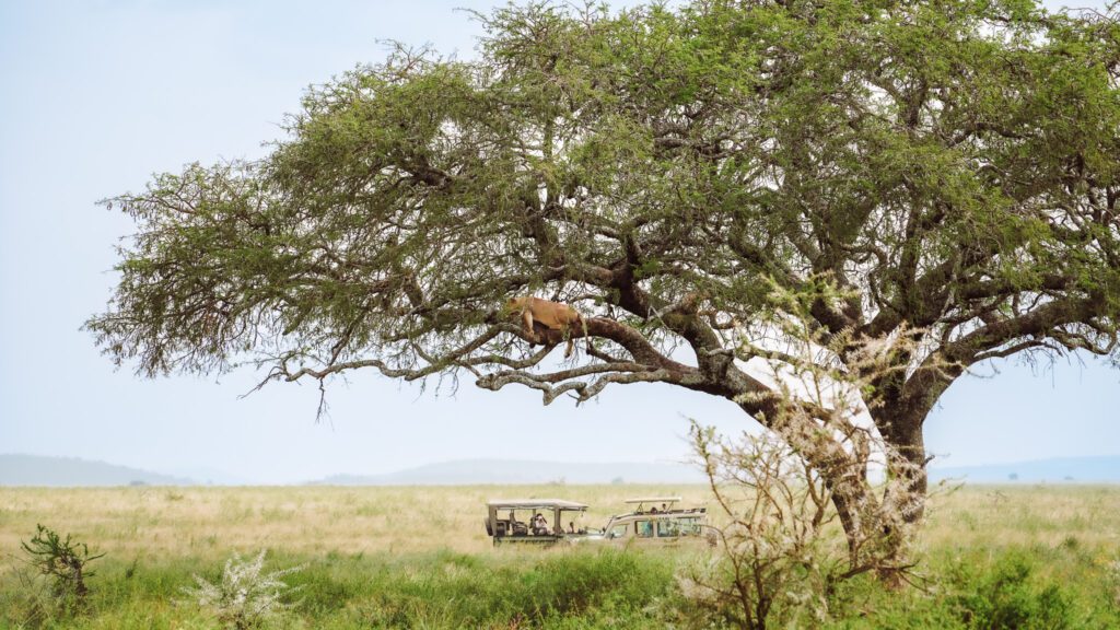 Beautiful Tanzania Serengeti safari game drive moments