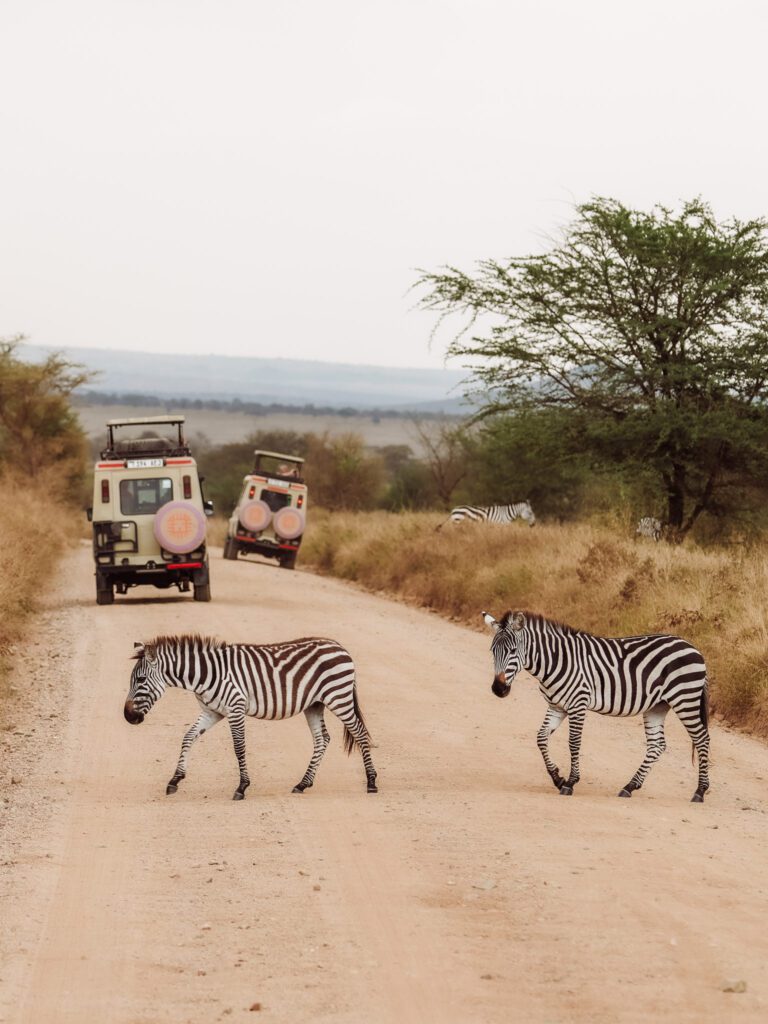 Zebra crossing in the Serengeti on safari!